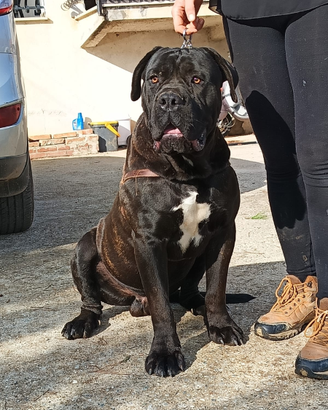 Cane corso x mota