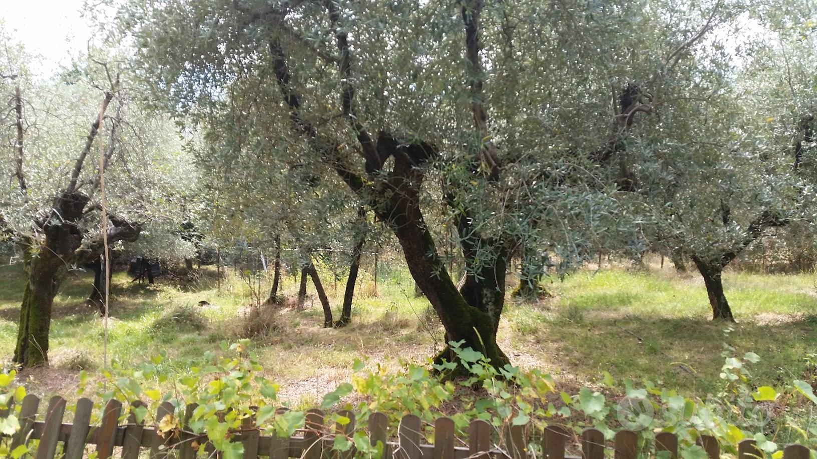 Terreno agricolo attrezzato - Vista 2
