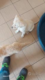 Labrador in adozione