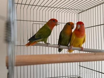 Inseparabili