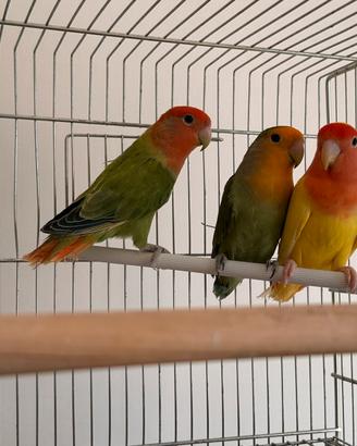 Inseparabili
