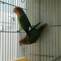 Femmine di inseparabili