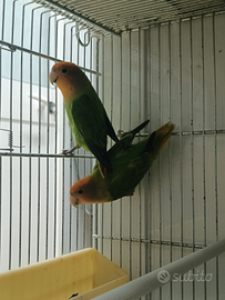 Femmine di inseparabili