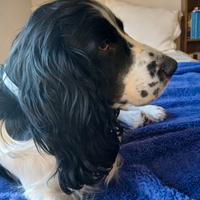 Cocker spaniel monta