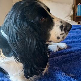 Cocker spaniel monta