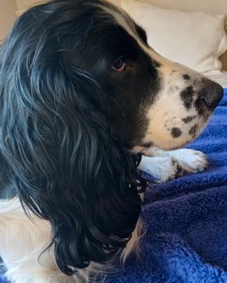 Cocker spaniel monta