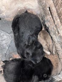 Coniglietti nani- conigli