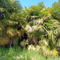 PALME di varie dimesioni