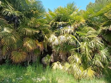 PALME di varie dimesioni