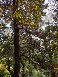 Nendo uliveti e boschi