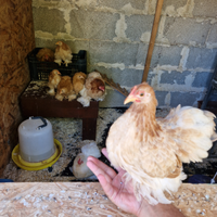 Galline Cocincine nane