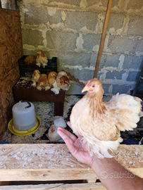 Galline Cocincine nane