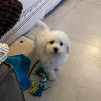 Cucciolo di barbone bianco maschio