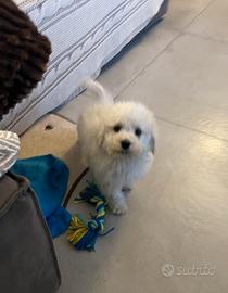 Cucciolo di barbone bianco maschio