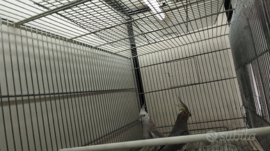 Coppia di calopsite riproduttiva