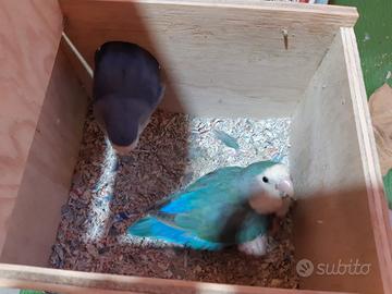 Inseparabile femmina  blu