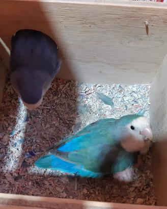 Inseparabile femmina  blu