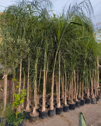 Palma Cocos, palma regina, syagrus,pianta da 