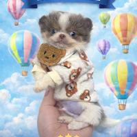 Chihuahua pelo lungo