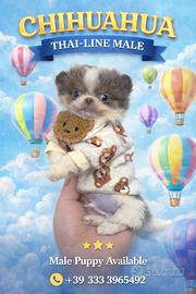 Chihuahua pelo lungo