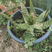 PIANTE ALOE SAPONARIA E ALOE MITRESCENS