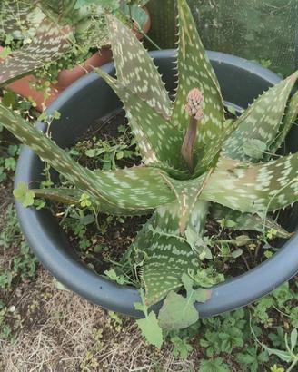 PIANTE ALOE SAPONARIA E ALOE MITRESCENS