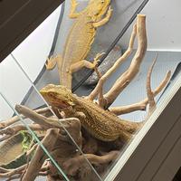 Draghi barbuti + teca e accessori vari