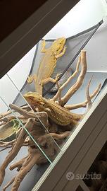 Draghi barbuti + teca e accessori vari