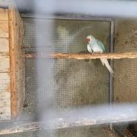 Parrocchetto dal collare claertail 2025