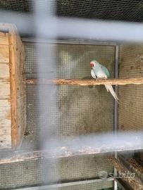 Parrocchetto dal collare claertail 2025