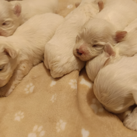 Maltese cuccioli genitori pedigree ENCI