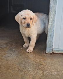 Cuccioli di labrador marina lab