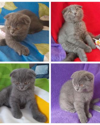 Cucciolo Scottish fold