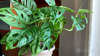 (Talee) Monstera adansonii Trieste - Monkey mask
