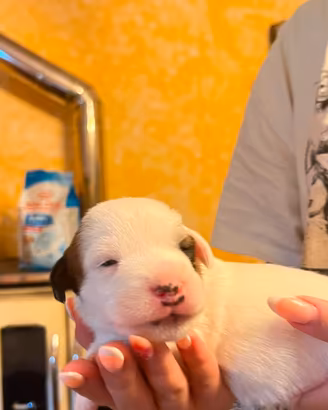 cuccioli di Jack russel 