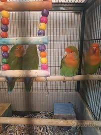 Inseparabili
