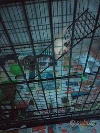 Petauri dello zucchero, 2 femmine e 1 maschio leuc