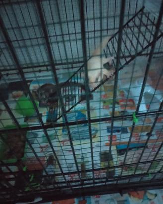 Petauri dello zucchero, 2 femmine e 1 maschio leuc