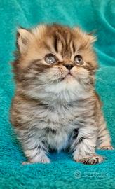 Gatto persiano MASCHIO