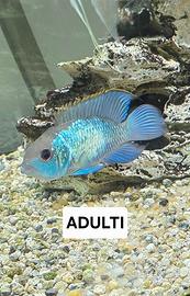 Andinoacara neon blue electric - ciclide - ciclidi