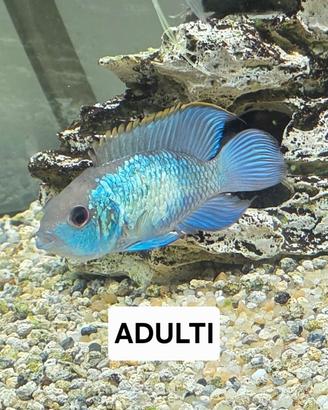 Andinoacara neon blue electric - ciclide - ciclidi