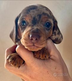 Cani bassotto maschi