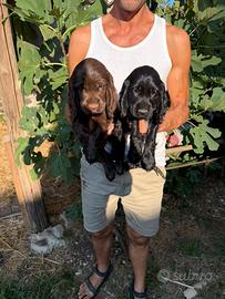 Cuccioli di Cocker Spaniel