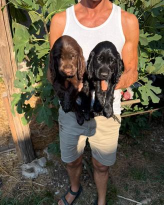 Cuccioli di Cocker Spaniel
