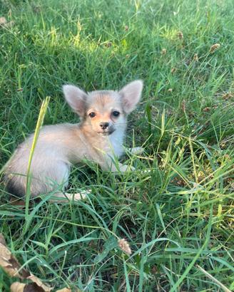 Chihuahua Toy Pelo Lungo maschio