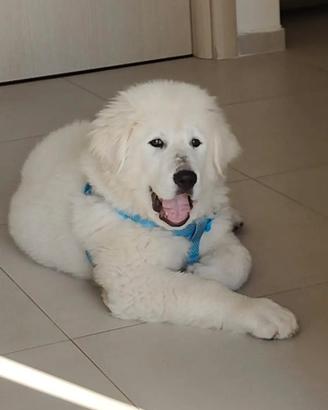 Cuccioli pastore abruzzese