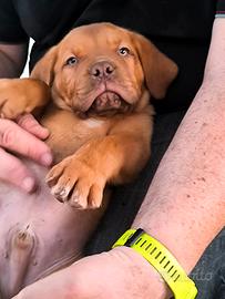 Dogue de Bordeaux Pedigree Enci