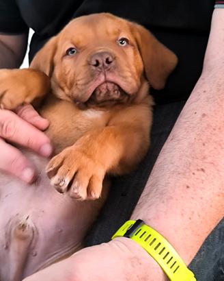 Dogue de Bordeaux Pedigree Enci