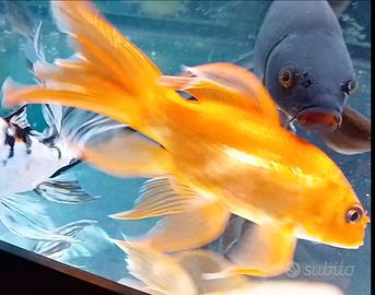Butterfly Koi short body rossa 13 cm