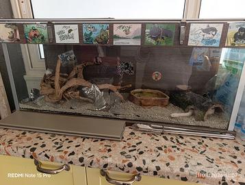 Rettile tipo serpente del grano